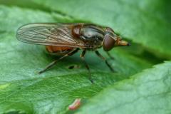 Rhingia campestris 