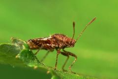 Rhopalidae heteroptera hemiptera, true bug