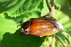 Cockchafer Beetle