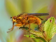 Scathophaga stercoraria