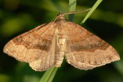 Shaded Broad-bar - Scotopteryx chenopodiata