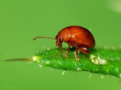 Sphaeroderma testaceum