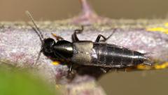 Rove Beetle