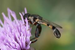 Syritta pipiens Hoverfly