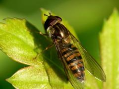 Marmalade fly - Episyrphus balteatus, hoverfly