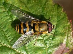 Syrphus ribesii