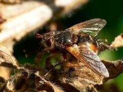Tachina fera, parasite, diptera, fly