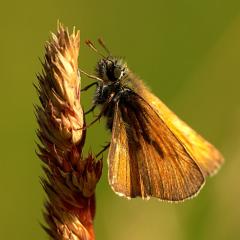 Thymelicus sylvestris