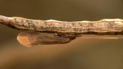 Mystacides Caddisfly Trichoptera.