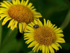 16 Spot Ladybird on Fleabane