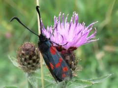 Six-spot Burnet - Zygaena filipendulae