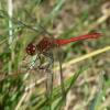 Sympetrum sanguineum