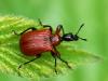 Hazel Leaf-roller Weevil - Apoderus coryli