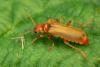 Cantharis cryptica