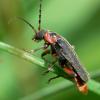 Cantharis rustica