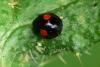 Kidney spot Ladybird - Chilocorus renipustulatus