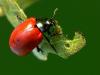 Chrysomela populi, leaf beetle, Chrysomelidae