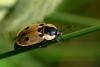 Sexton beetle - Dendroxena quadrimaculata