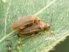 Willow leaf beetles
