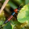 Paederus littoralis, rove beetle, taphylinidae