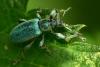 Green Nettle Weevil (Phyllobius pomaceus)