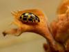 14-spot ladybird - Propylea 14-punctata