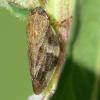 Alder Spittlebug - Aphrophora alni