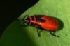 Pyrrhocoris apterus nymph