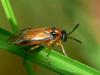 Turnip Sawfly - Athalia rosae