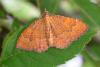 Yellow Shell - Camptogramma bilineata