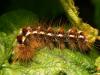 Euproctis chrysorrhoea, brown tail moth, lepidoptera