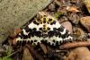 Abraxas grossulariata, Magpie moth, geometridae