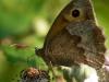 Meadow Brown - Maniola jurtina