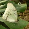 Morpho polyphemus