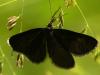 Chimney Sweeper Moth