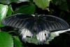 Asian swallowtail