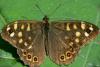 Speckled Wood - Pararge aegeria tircis