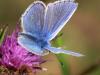 Polyommatus icarus