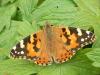 Painted Lady butterfly