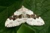 Silver-ground Carpet - Xanthorhoe montanata