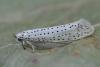 Bird-cherry Ermine moth
