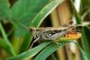 Common Field Grasshopper
