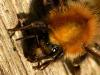 Bombus pascuorum