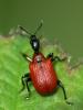Hazel Leaf-roller Weevil - Apoderus coryli