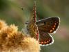 Brown Argus