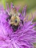 Bombus pascuorum