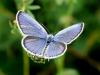Short-tailed Blue - Cupido argiades