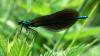 Beautiful Demoiselle