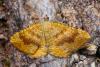 Yellow Shell - Camptogramma bilineata