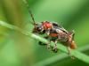 Cantharis rustica